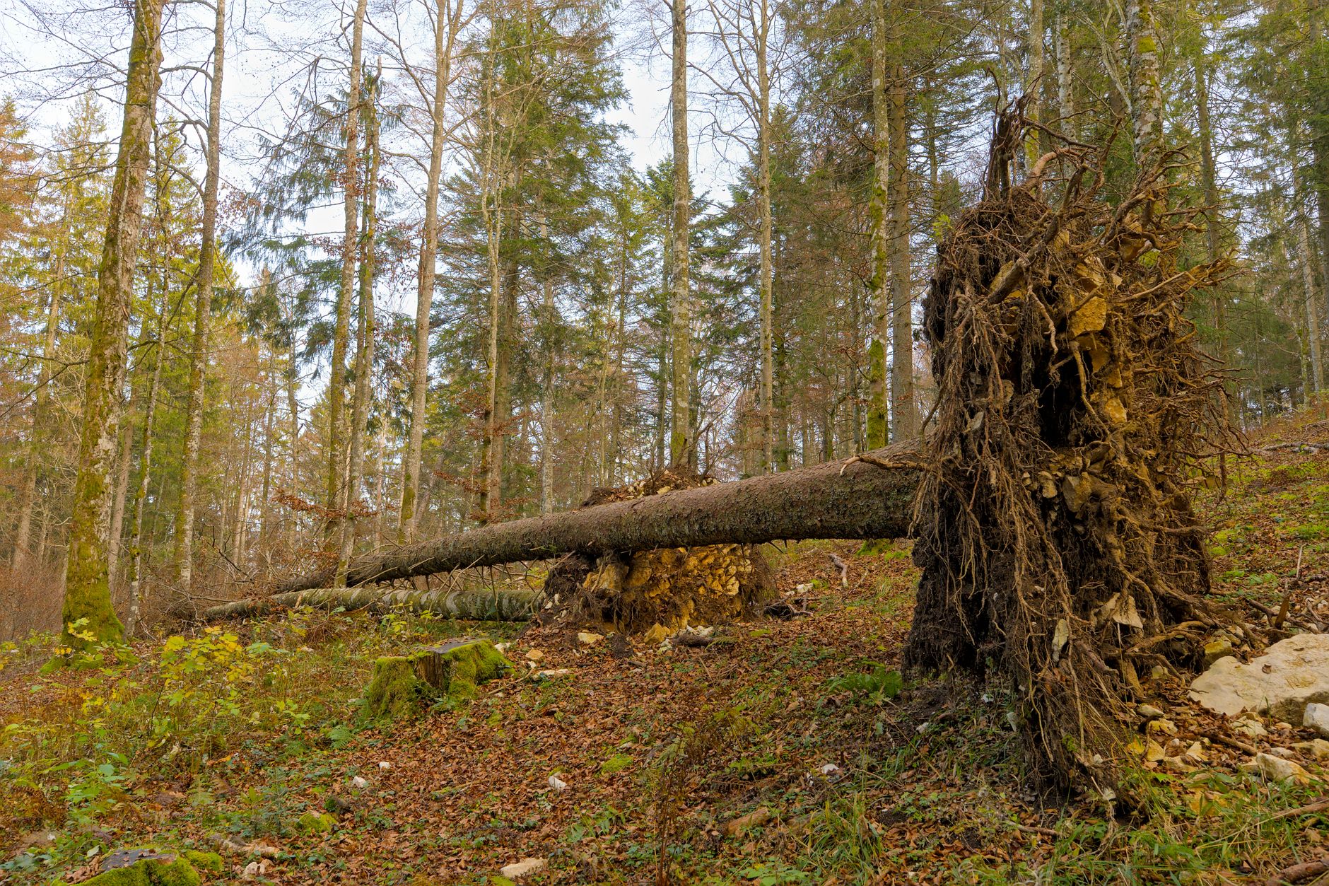 Enlèvement Arbre Urgence équipe à Fresnes